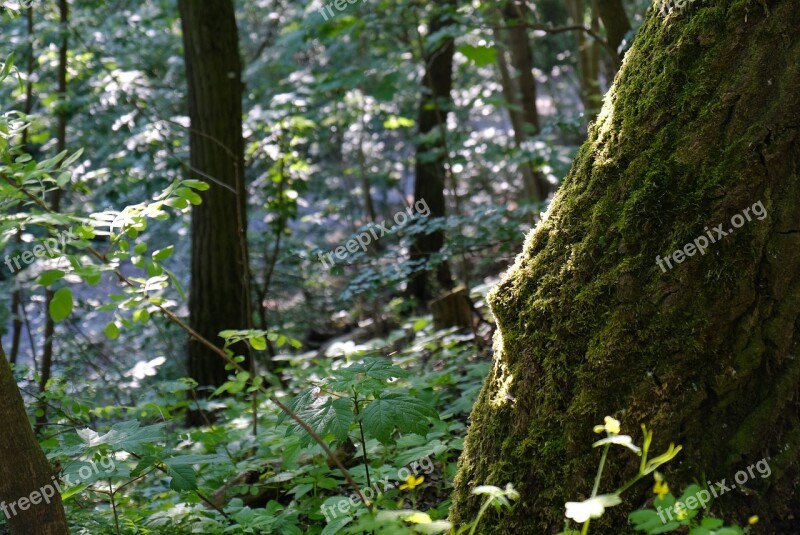 Forest Vegetation Moss Tree Environment