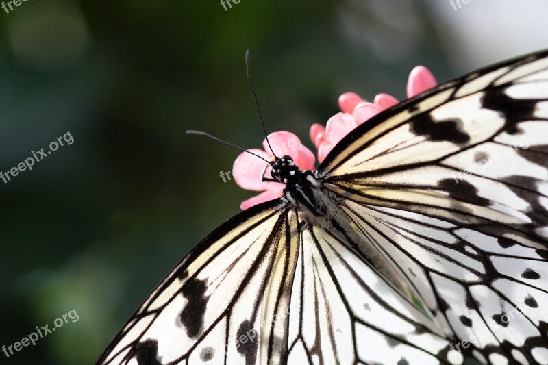 Schmetterling Butterfly Blume Insekt Insects