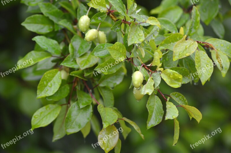 Rain Green Leaf Nature Wet