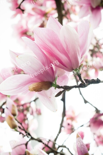 Cherry Blossom Pink And White Blossom Spring Bloom