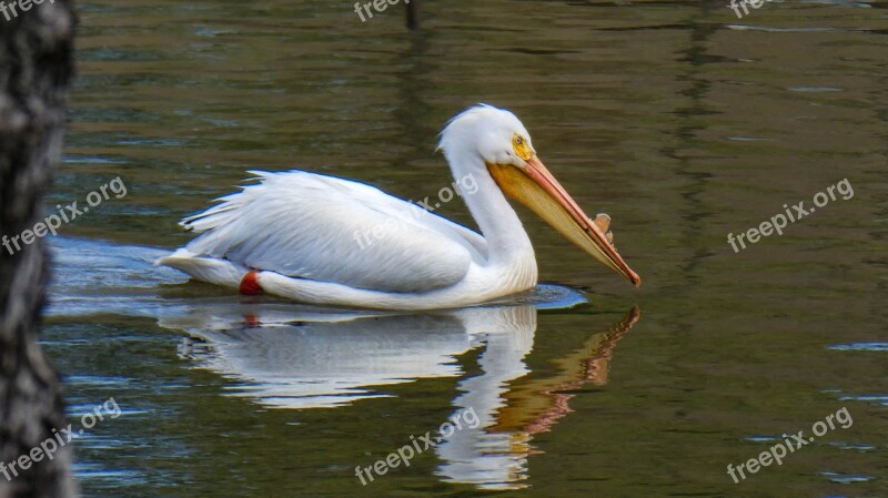 Pelican Water Fowl Bird Wildlife