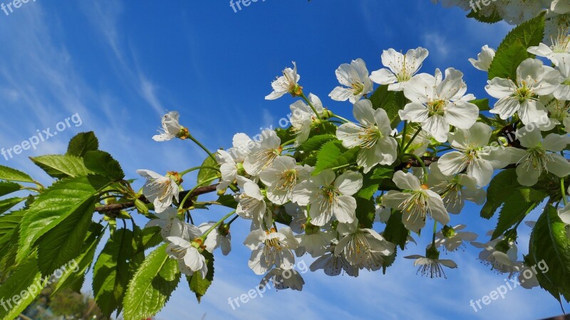 Cherry Flowers Spring Nature Tree