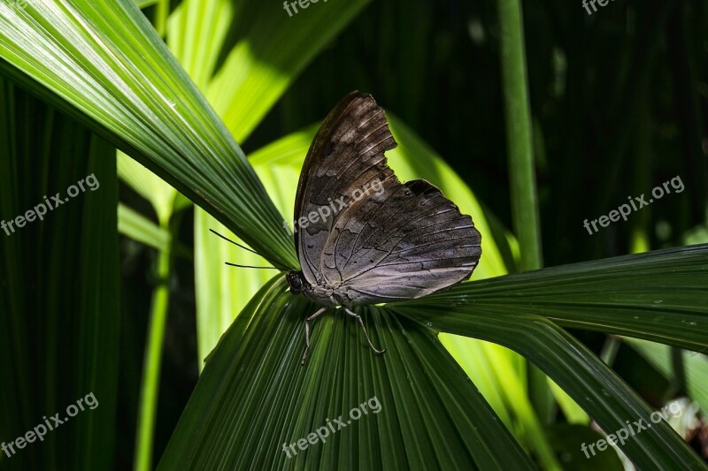 Butterfly Insect Tropical Edelfalter Close Up