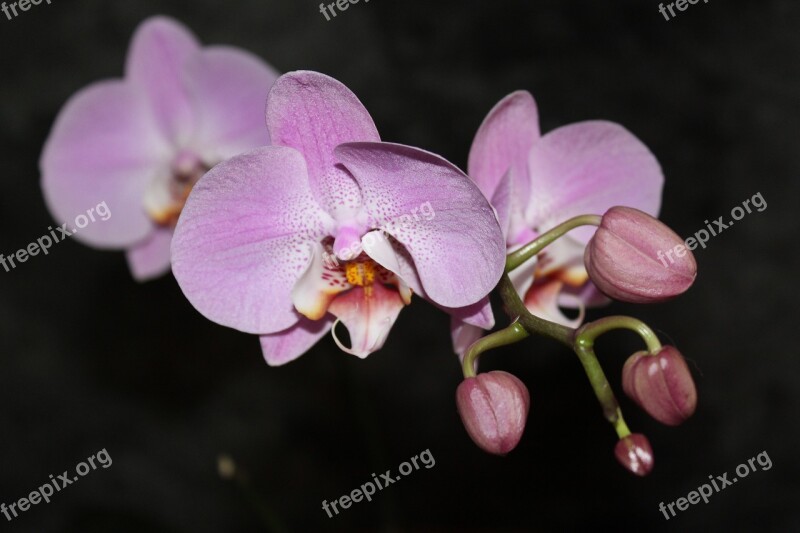 Orchid Flora Flowering Beautiful Pink Phalaenopsis