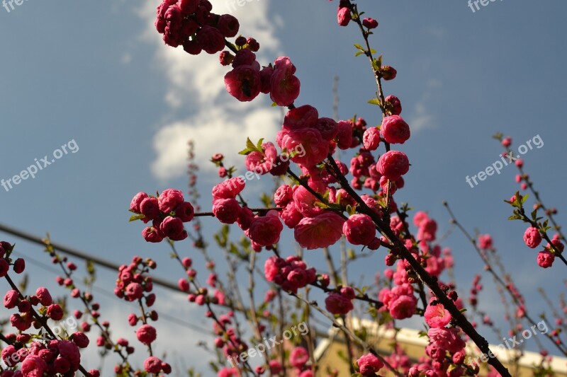 Nature Flower Garden Plant Flowers