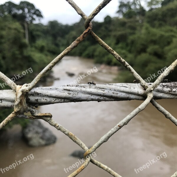 Ant Fence Nature River Borneo