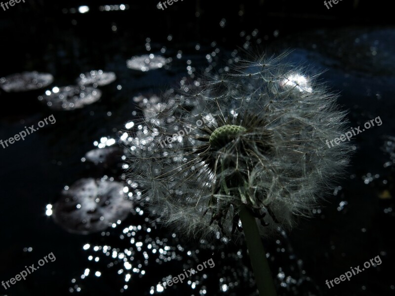 Dandelion Sparkle Magic Faded Seeds