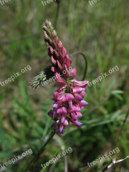 Seed Sainfoin Fodder Plant Pink Pointed Flower Wild Plant