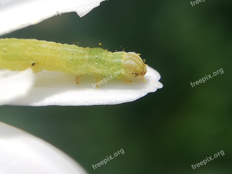 Insect Caterpillar Macro Butterfly Flower