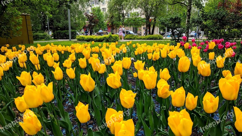 Flowers Park City Moscow Summer