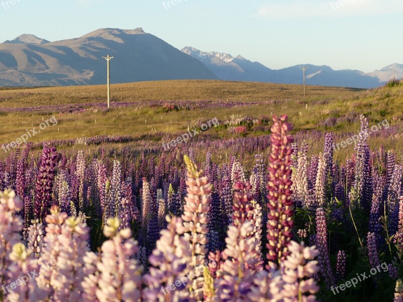 Lupins Wildflowers Meadow Mountains Sunset