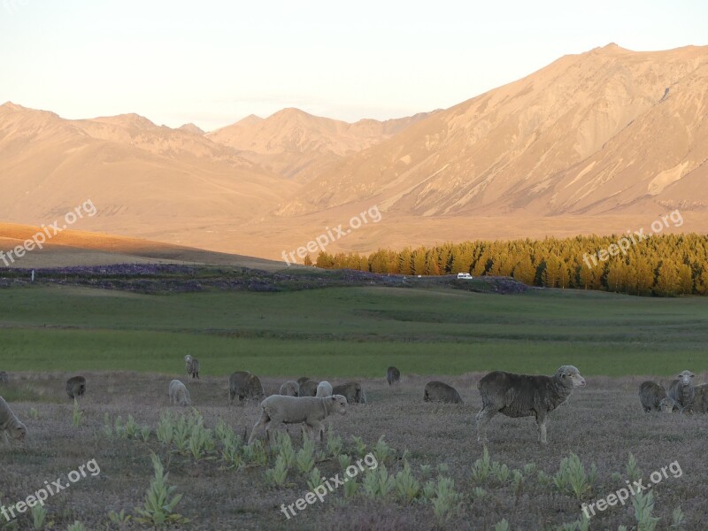 Sheep Sunset Mountains Wilderness Farm