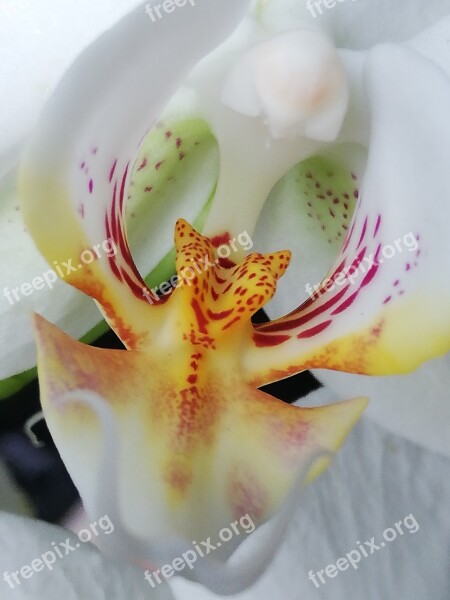 Orchid Flower White Beautiful Macro