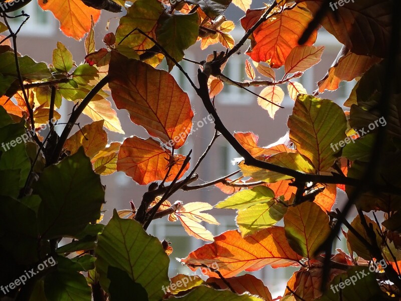 Leaves Brightness Beech Spring Nature