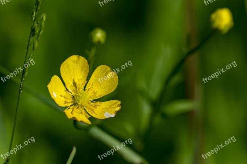 Macro Flower Wildflower Nature Spring