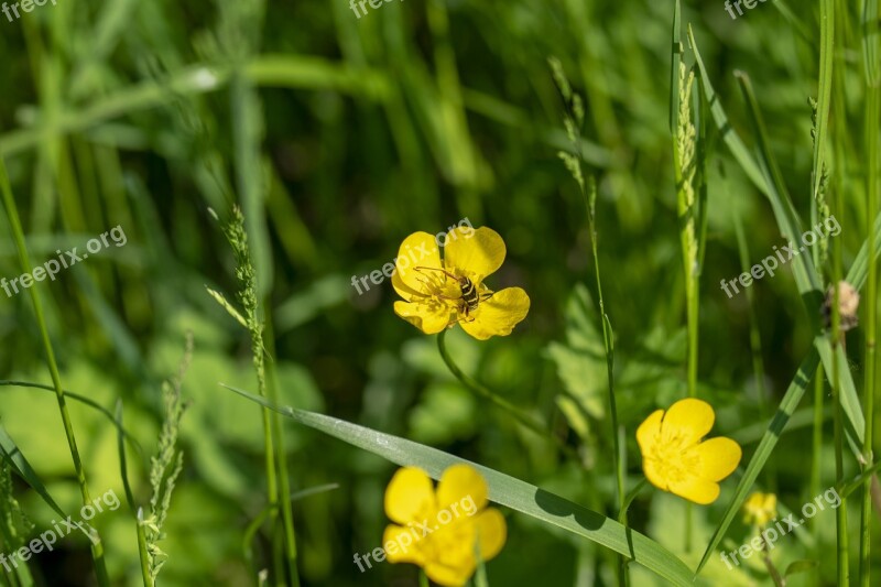 Macro Flower Wildflower Insect Nature