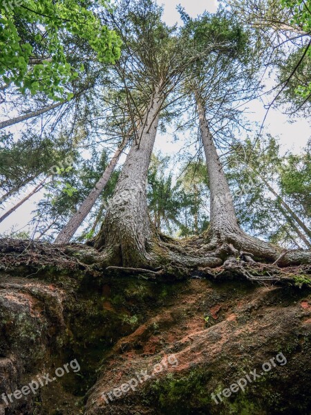 Tree Forest Root Landscape Nature