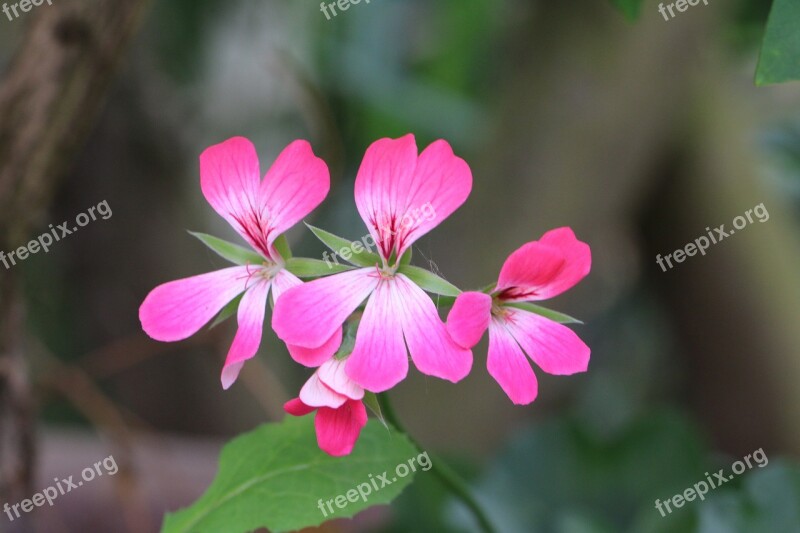 Geranium Flower Pink Spring Summer