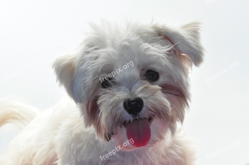 Dog Animal Pet Puppy Free Photos