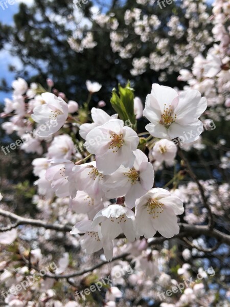 Cherry Blossoms Sakura Spring Bloom Nature