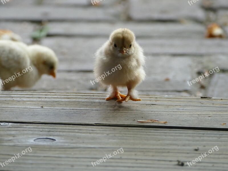 Chick Chicken Easter Poultry Animal