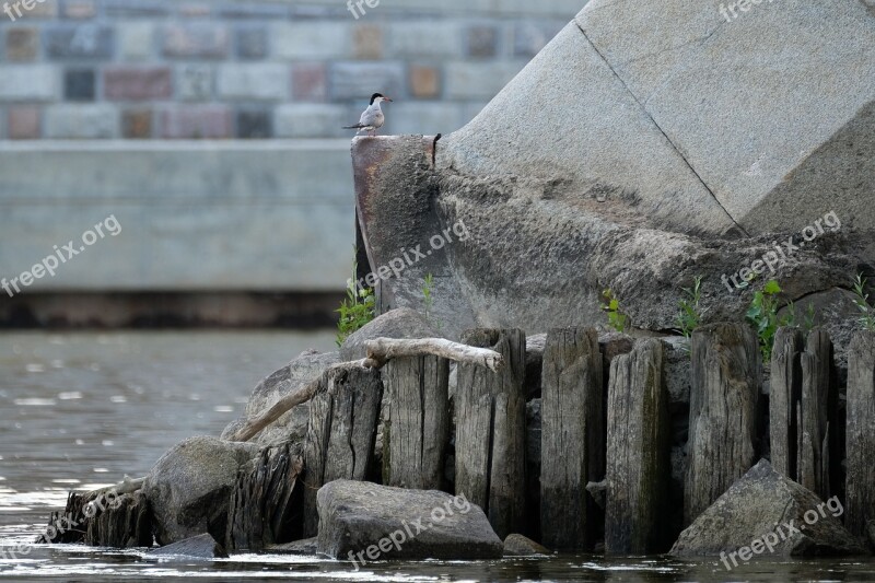 Common Tern River City Bridge Bird