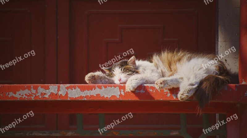 Cat Sleeping Red Kitten Animal World