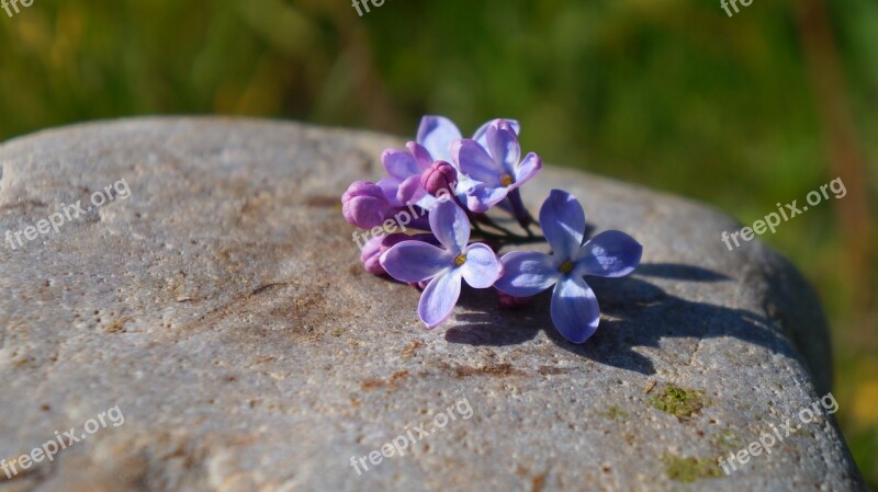 Nature Plants Stone Minor Violet