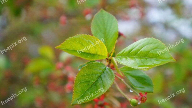 Nature Plants Green Foliage Sprig