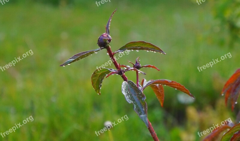 Nature Plants Bud Peony Garden