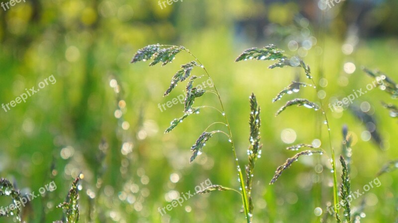 Nature Plants Green Grass Blades