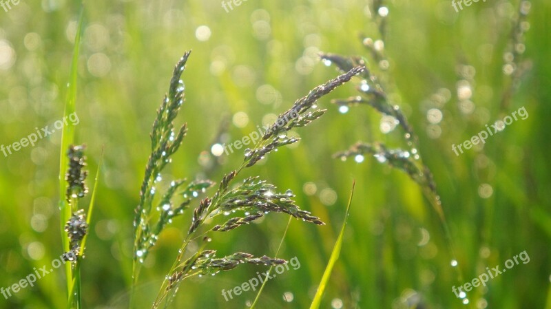 Nature Plants Blades Grass Meadow