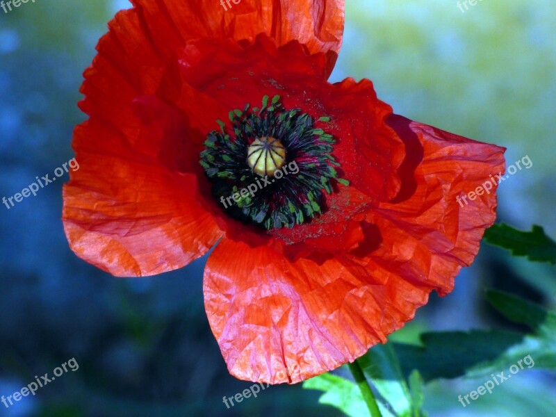 Flowers Poppy Prairie Landscape Red