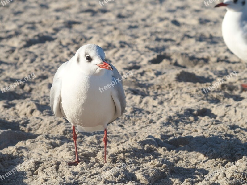 Seagull Sea Baltic Sea Water Bird