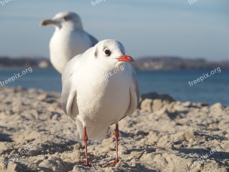 Seagull Beach Baltic Sea Sea Bird