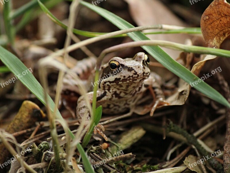 Frog View Amphibian Nature Eyes