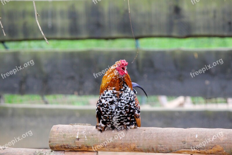 Cock Crow Bird Poultry Colorful