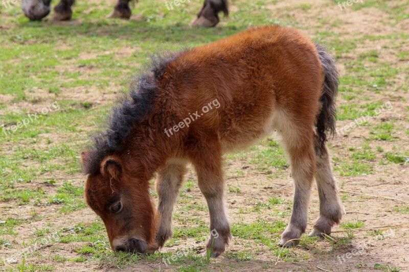 Pony Horses Foal Tame Free Photos