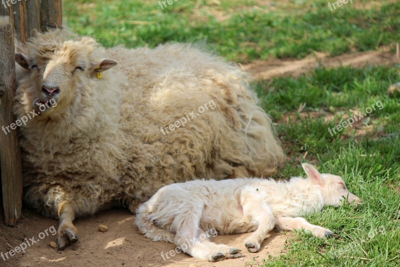 Sheep Sleeping Sheep Animal It Lies White