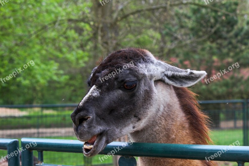 Lama Animal Head Funny Free Photos