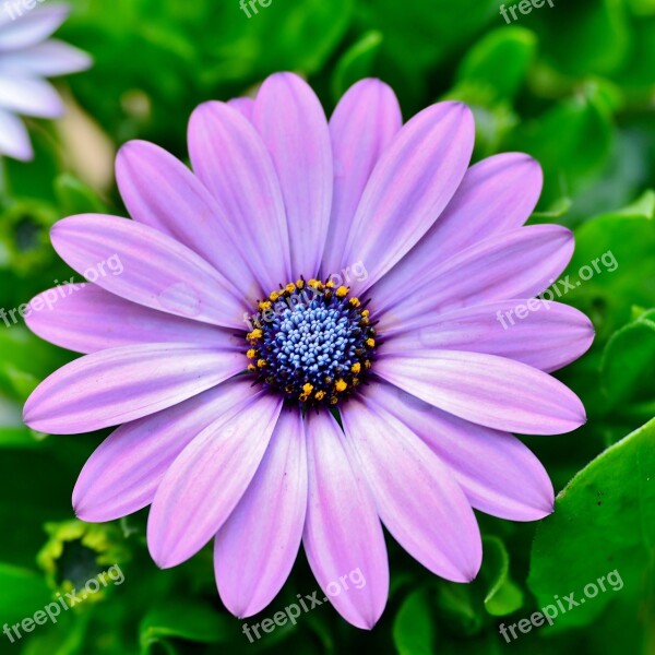 Flower Osteospermum Nature Violet Purple