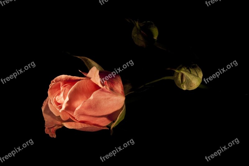 Rose Flower Plant Pink Romantic