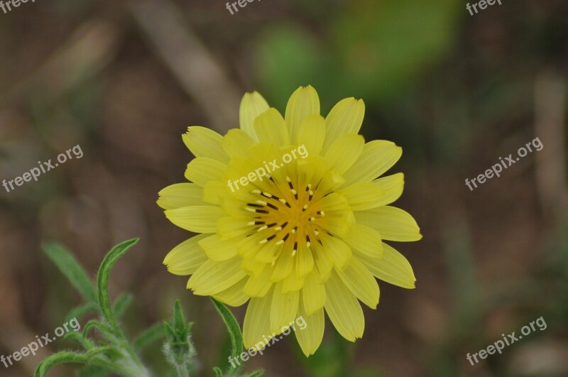 Wildflower Nature Wildflowers Flower Bloom