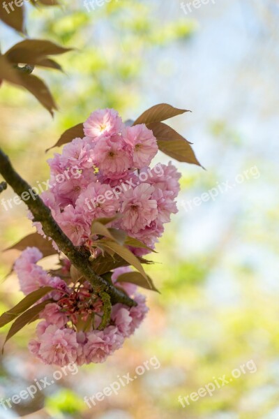 Almond Blossom Pink Spring Blossom Bloom