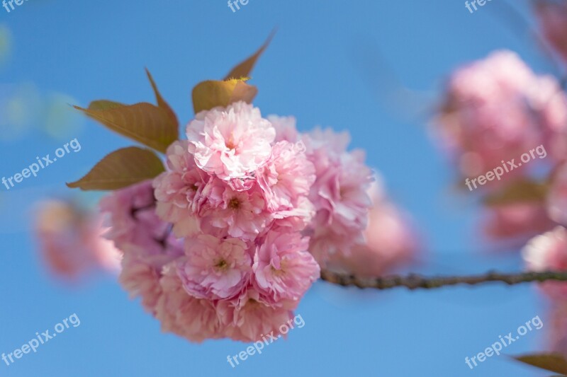 Almond Blossom Spring Nature Pink Bloom