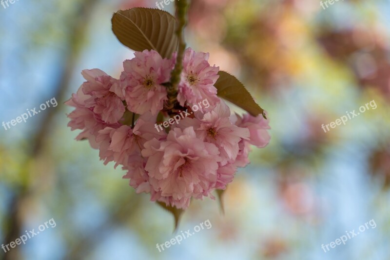 Almond Blossom Tree Pink Bloom Almond Tree