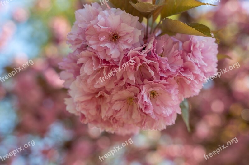 Almond Blossom Spring Flowers Close Up Blossom