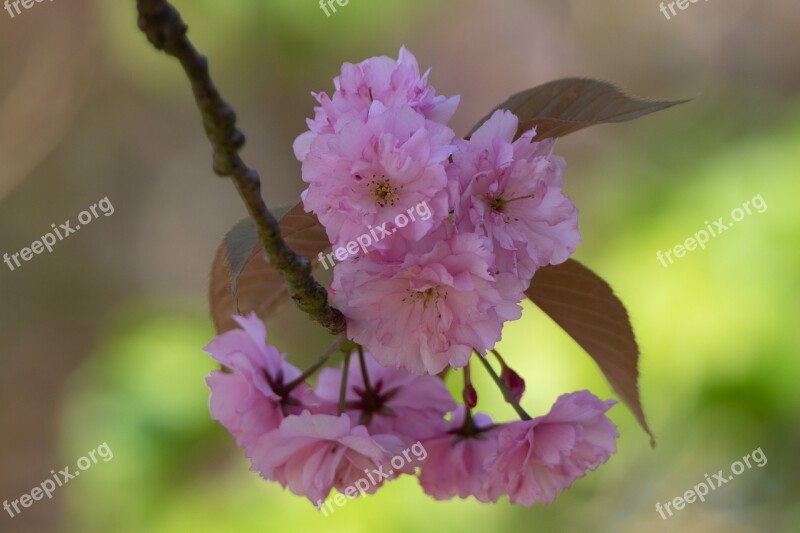 Spring Blossom Almond Blossom Branch Bloom