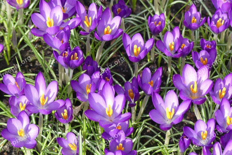 Crocus Spring Purple Blossom Bloom