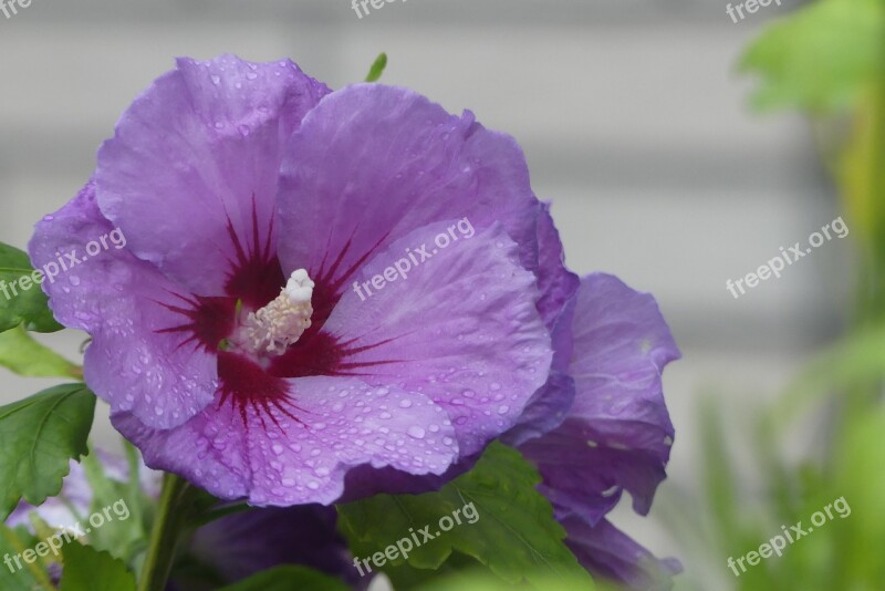 Hibiscus Flower Close Up Raindrop Pink